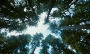 The tree of life (2011)