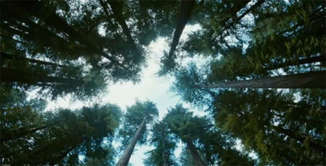 The tree of life (2011)