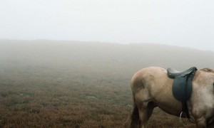 Wuthering heights (2011)